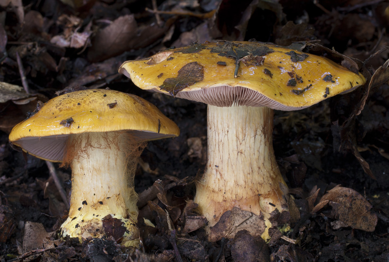 Cortinarius prodigiosus